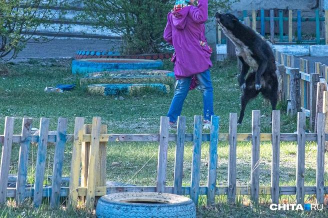 В этот же день пятилетнюю девочку покусали в Чите | Источник: Олег Фёдоров / CHITA.RU