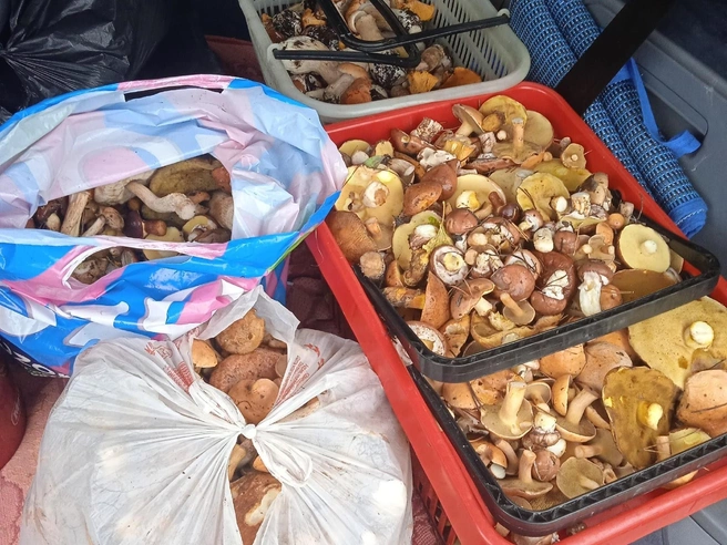 Такие находки сделали грибники в лесах под Екатеринбургом  | Источник: «Грибы и грибники Екатеринбурга и Свердловской области» / Vk.com