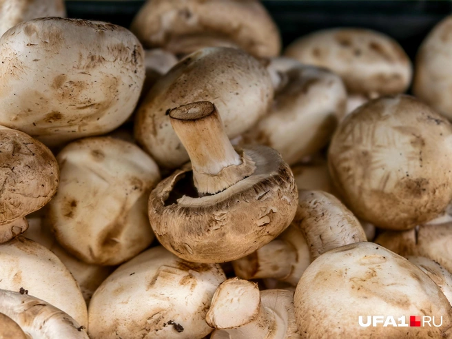 Шампиньоны скучковались | Источник: Булат Салихов / UFA1.RU