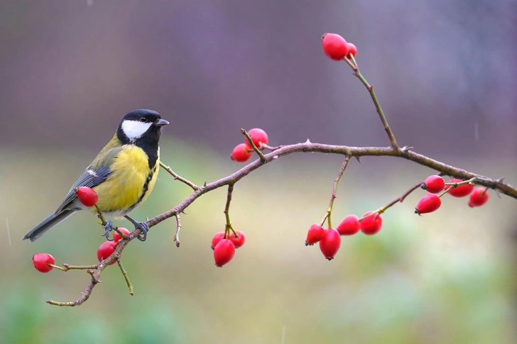 Источник: godi photo via Shutterstock/Fotodom.ru
