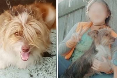 Девочка три года ищет собаку после отлова в Омской области