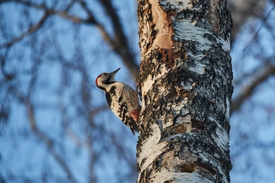 В Самаре просят спасти деревья от дятла