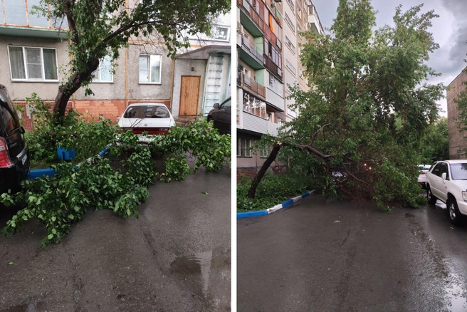 Чуть не задело машину дерево на Троллейной, 22 | Источник: читатель НГС