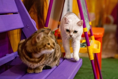 В Якутске пройдет первый Мяуфест по пристройству кошек