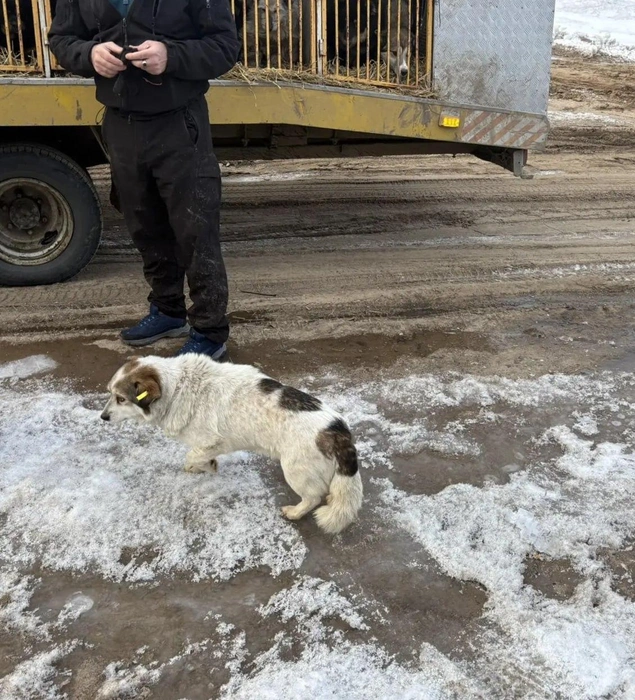Собак отловили в Чунском округе, полечили в Иркутске, а затем вернули домой | Источник: «Николай Хрычов» / Telegram