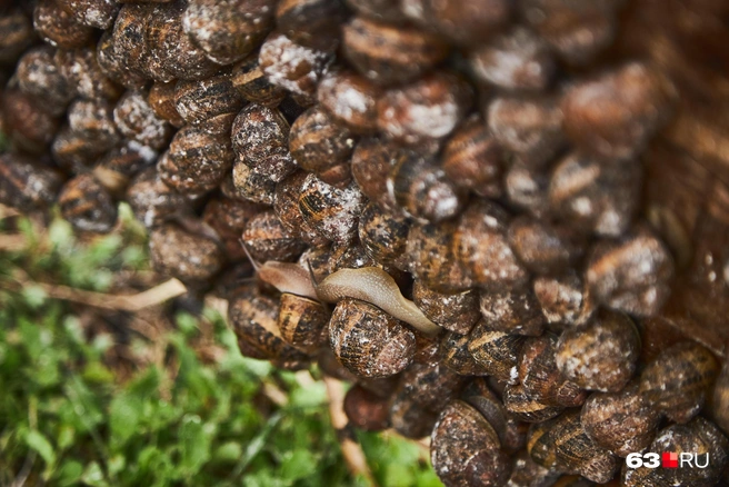 Maxima не встретишь просто так в лесу или в поле — это особая фермерская улитка | Источник: Роман Данилкин / 63.RU