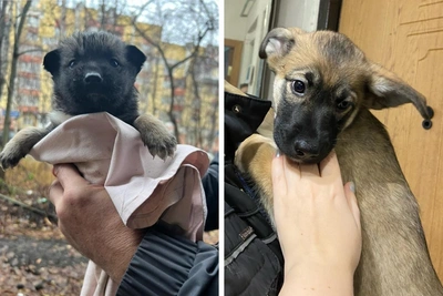 Пять щенков с улицы Архангельска обрели новых хозяев