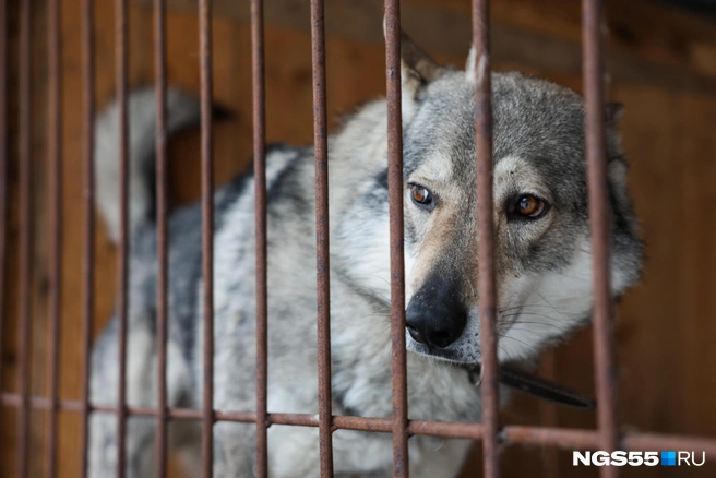 Волк охраняет территорию фермы | Источник: Евгений Софийчук / NGS55.RU