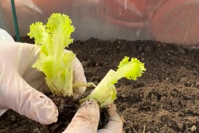 Дачница из Волгограда показала способ выращивания салата из магазина