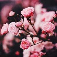 Аватарка malikina