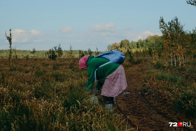 В сибирско-татарском есть два названия для болот. Есть общее — «саз», и болото на возвышенном месте — «цой», рассказывает Абдулла | Источник: Анастасия Малышкина / 72.RU