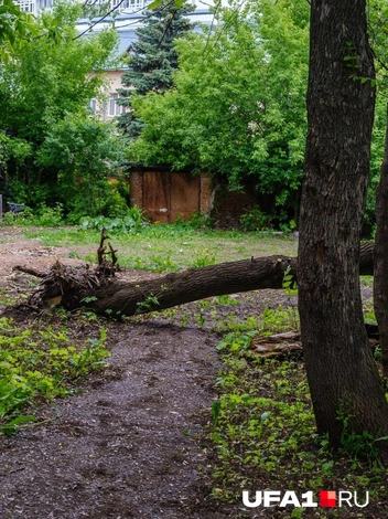 Дерево должны убрать специальные службы | Источник: Булат Салихов / UFA1.RU