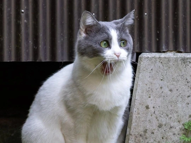 Когда увидел, что хозяин смотрит каких-то кошек, вместо того чтобы положить тебе второй завтрак | Источник: okirakuoki / Instagram (экстремистская организация, деятельность запрещена на территории РФ)