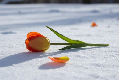 Погода на Сахалине и Курилах 6 марта: снег продолжается