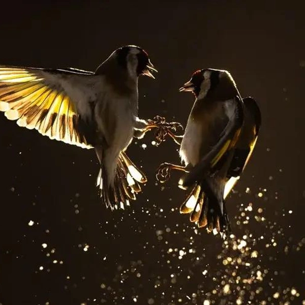 Одна из работ победителя в номинации «Портфолио» | Источник: Mateusz Piesiak / Bird Photographer of the Year 2025
