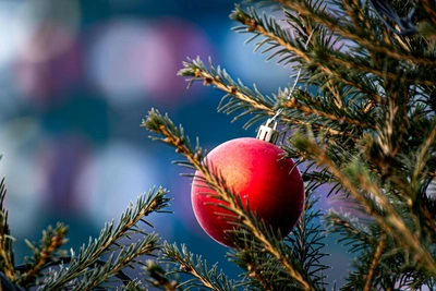 Куда сдать елку в Томске после праздников