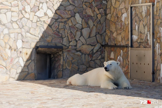 Медведица Хаарчаана — многодетная мать и символ Ленинградского зоопарка | Источник: Ирина Шарова / 72.RU
