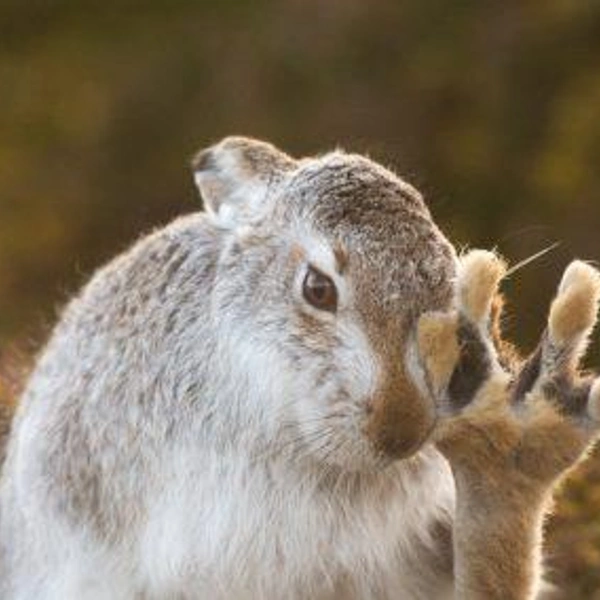 Источник: Nature Photographer of the Year