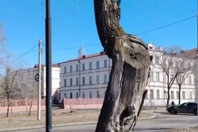 Благовещенск заменит сухие деревья соснами и ясенями