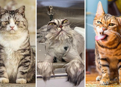 Им можно давать «Оскар»: 20 котиков, мимика которых приводит в восторг — фото