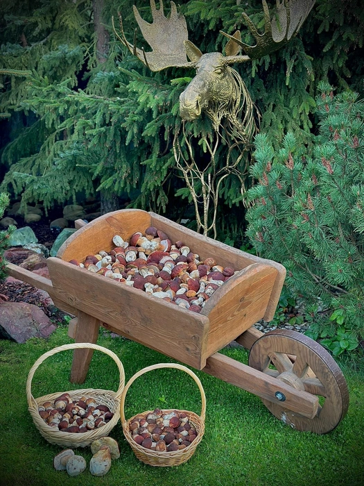 Белые побеждают красных. Любуйтесь и завидуйте | Источник: Наталия Архипова / Грибы и Грибники СПб