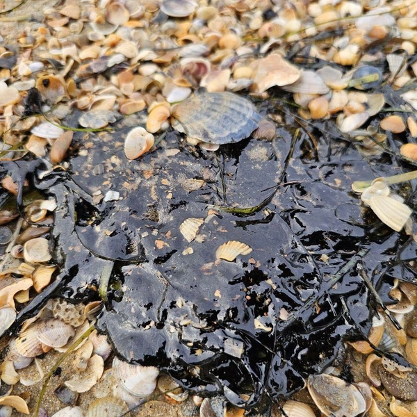 Источник: Юрий Озаровский / Телеграм