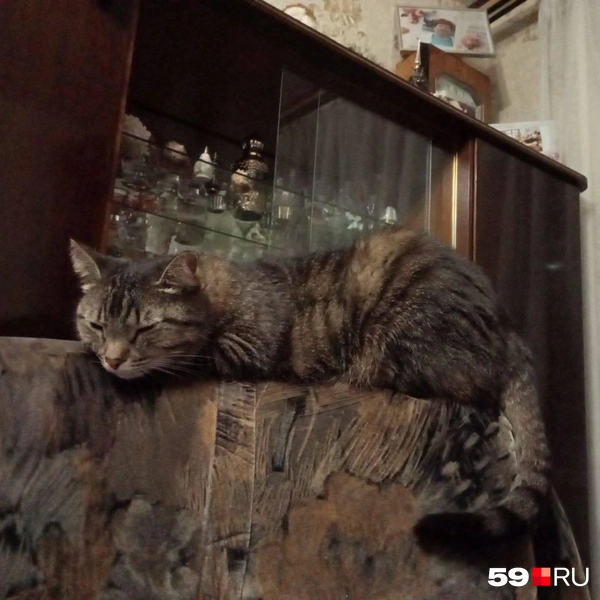 Это кот отлично маскируется | Источник: читатель 59.RU