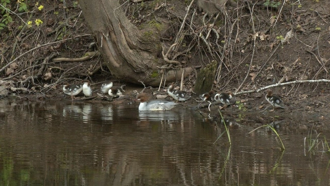Источник: «Каждой твари по паре»