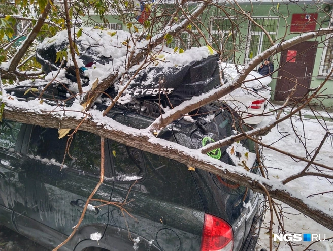 После ЧП дерево спилили | Источник: предоставила Дарья Казак