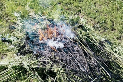 Полицейские Ливенского района уничтожили более 300 кустов конопли