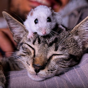 Тест: Кто ты больше — кошка или мышка?
