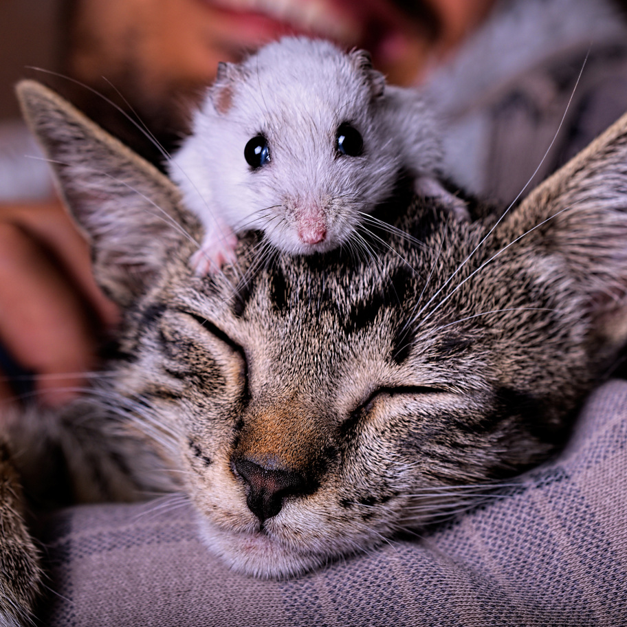 Котенок мышь. Котик с мышкой. Котенок и мышонок. Милая мышка и кот. Кошки-мышки.