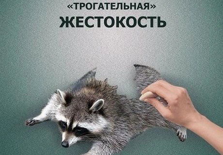Зоозащитники призывают закрыть зоопарк у ТЦ «Европа» | ya62.ru