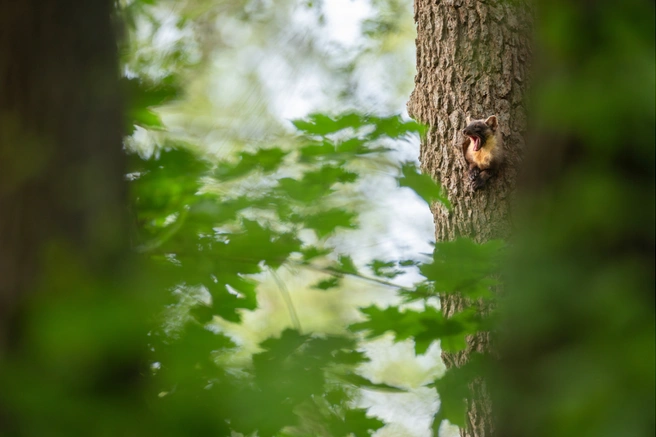 Источник: Sarah Böhm / GDT Nature Photographer of the Year 2025