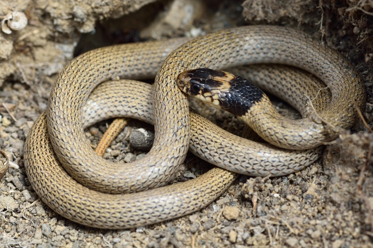 Ошейниковый эйренис (Eirenis collaris). Небольшая змея семейства ужеобразных длиной 35–40 см. Отличается тонким телом и темным «ошейником» на шее. Питается насекомыми и другими беспозвоночными. Встречается в Дагестане. | Источник: IanRedding/Shutterstock/Fotodom.ru