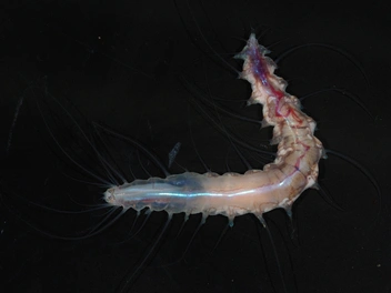 Японские океанологи открыли 38 новых живых существ. Посмотрите, кто обитает в Нанкайском желобе