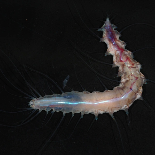 Источник: The Nippon Foundation-Nekton Ocean Census/©JAMSTEC