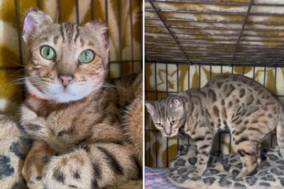 Бенгальской кошке ищут дом в Новосибирске после морозов