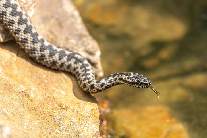 Обыкновенная гадюка (Vipera berus). На Дальнем Востоке встречается в Бурятии, Якутии, Забайкальском крае и Еврейской автономной области. | Источник: Annabell Gsoedl/Shutterstock/Fotodom.ru