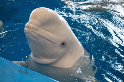 Белуха Дея освоила новые трюки в океанариуме