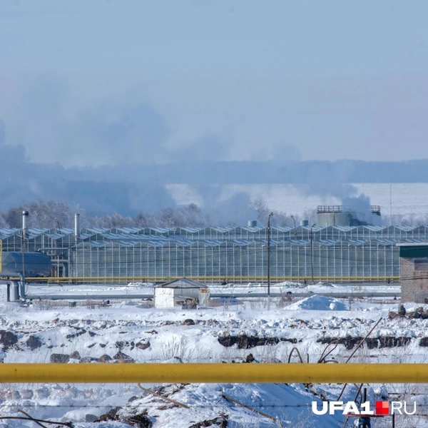 Теплицы | Источник: Булат Салихов / UFA1.RU