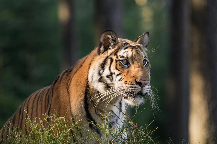 Амурский тигр | Источник: Nadezda Murmakova/Shutterstock/Fotodom.ru