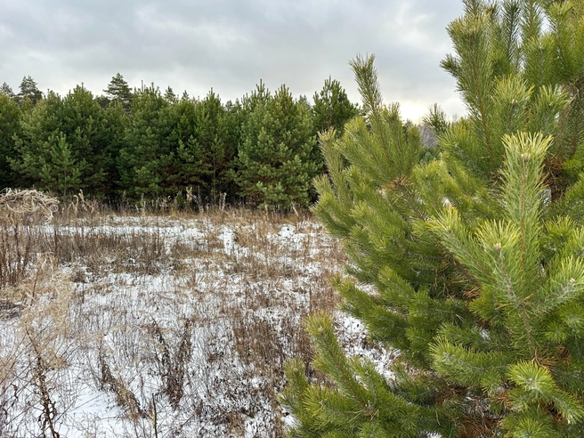 На участке, который привлек внимание Елены, растут молодые сосны | Источник: Елена Костомаха