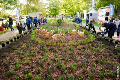 На проспекте Победы обновили клумбу: 908 растений