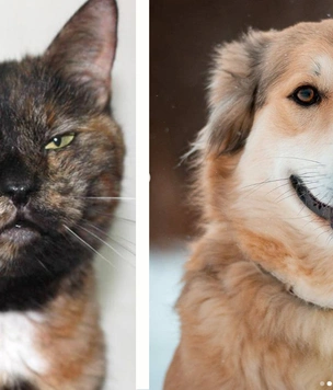 Котопёс недели: кошка Ладушка и собака Умка