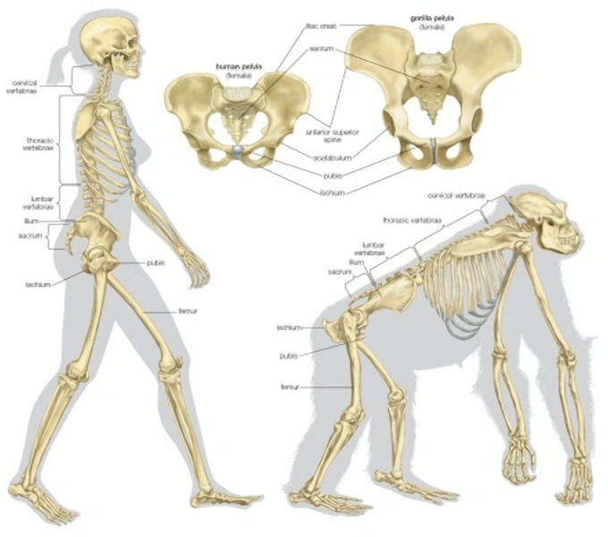 Строение таза человека и гориллы 