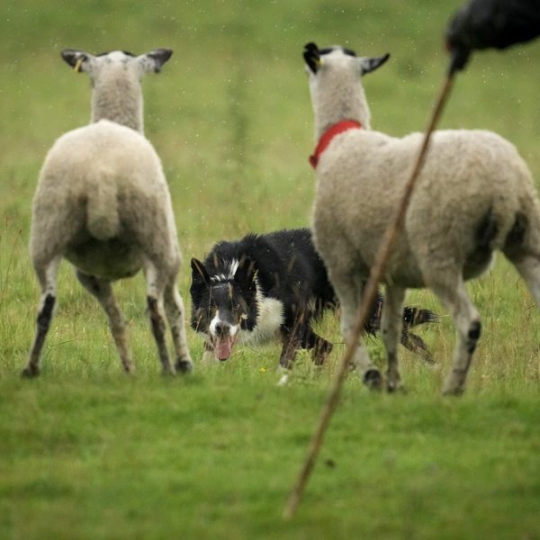 Источник: Christopher Furlong / Getty Images