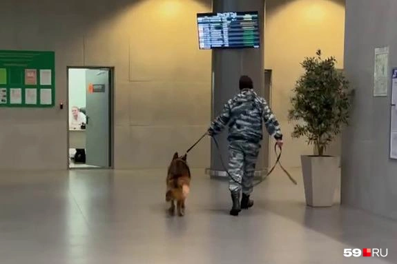 Служебная овчарка помогает работать транспортной полиции в аэропорту Перми | Источник: читательница 59.RU