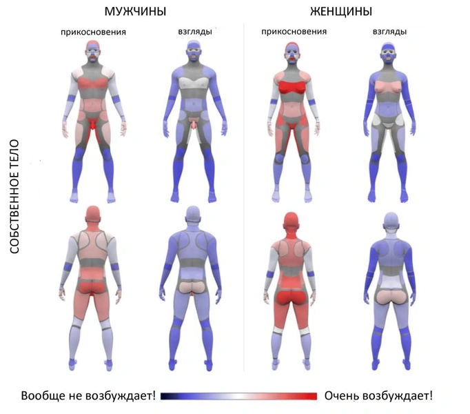 Новейшая карта мужских и женских эрогенных зон