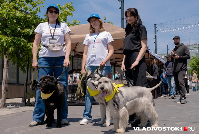 Источник: Алиса Князева / VLADIVOSTOK1.RU